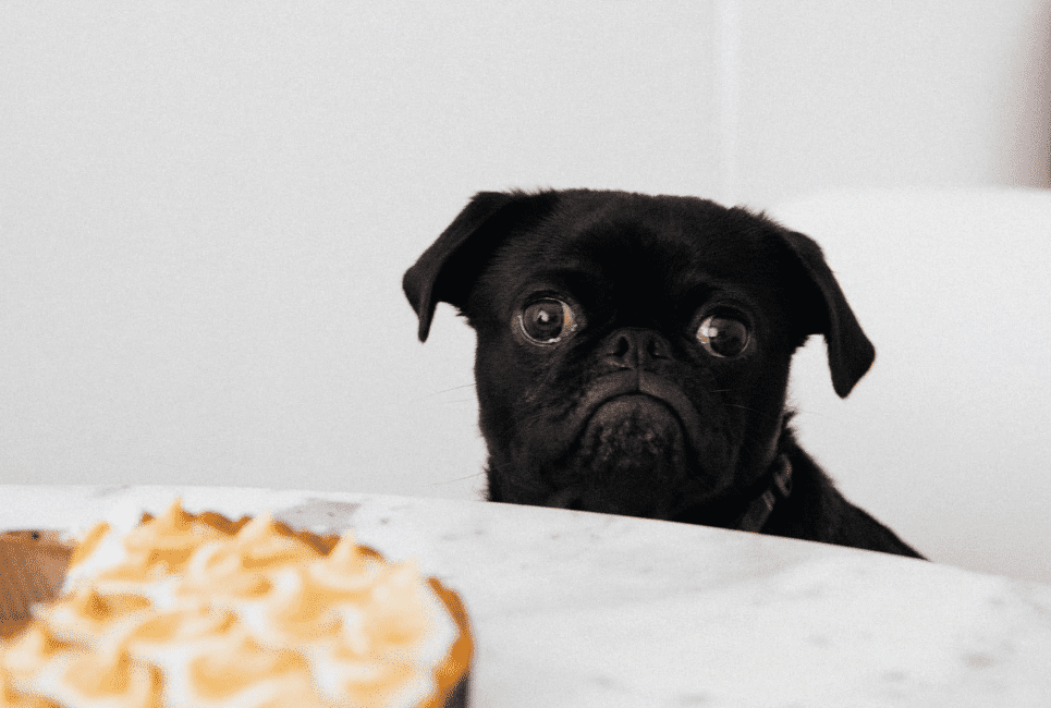 Best Dog Food For Pugs Buyer's Guide Scout Knows
