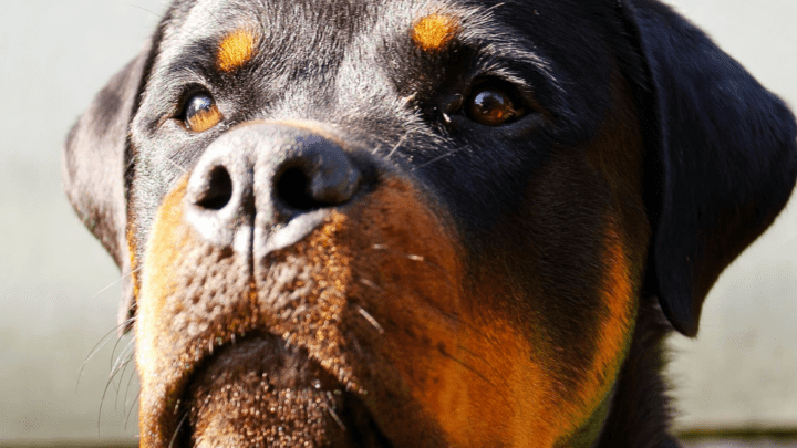 Best Dog Food For Rottweilers