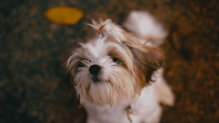 Best Dog Food For Shih Tzus