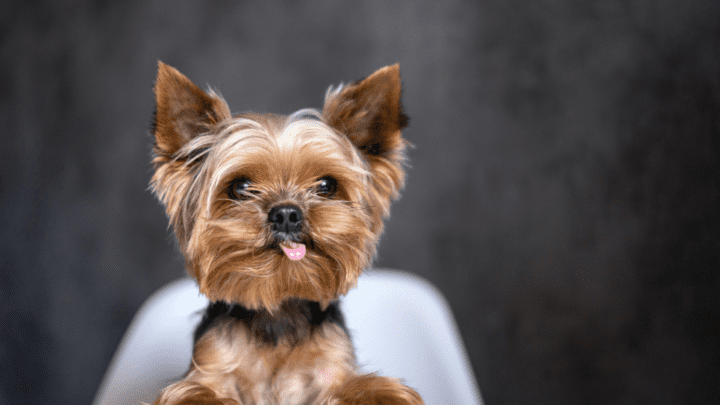 Best Dog Food For Yorkies