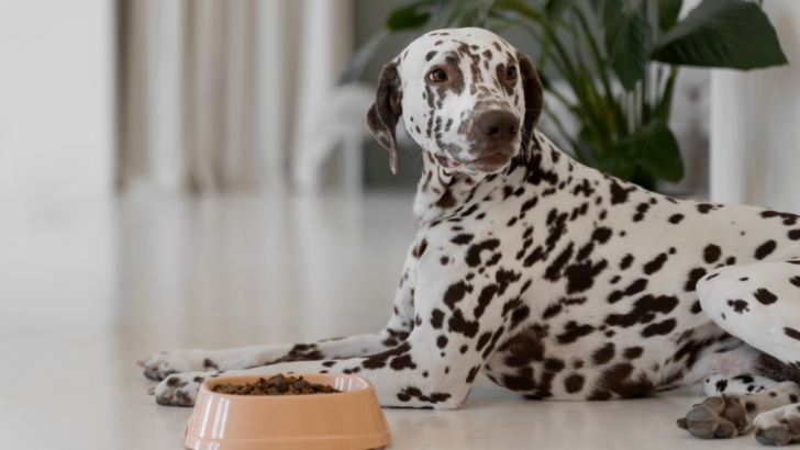 Best Dog Food for Anal Gland Issues: What to Feed Dogs with Recurring Scooting or Soft Stools