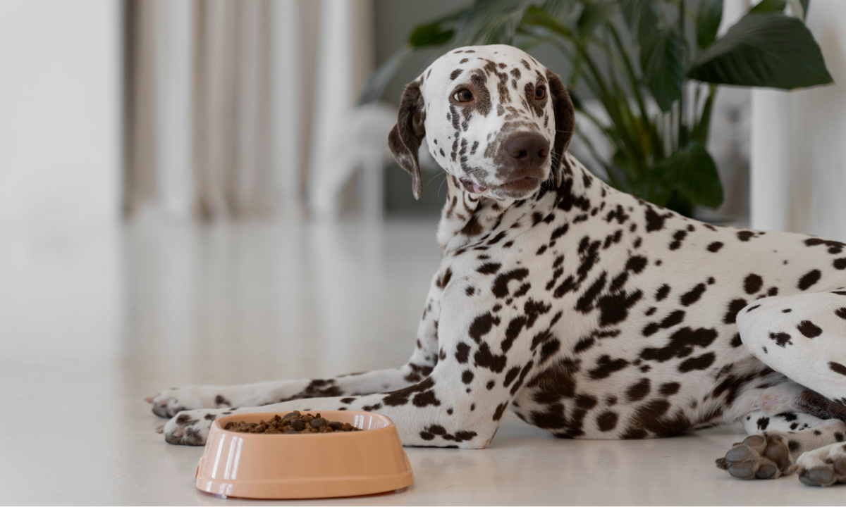Best Dog Food for Anal Gland Issues