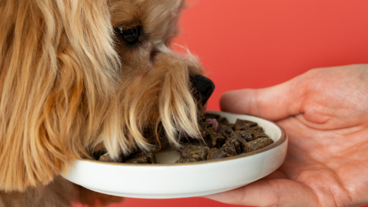 How to Find the Best Dog Food for Joint Support