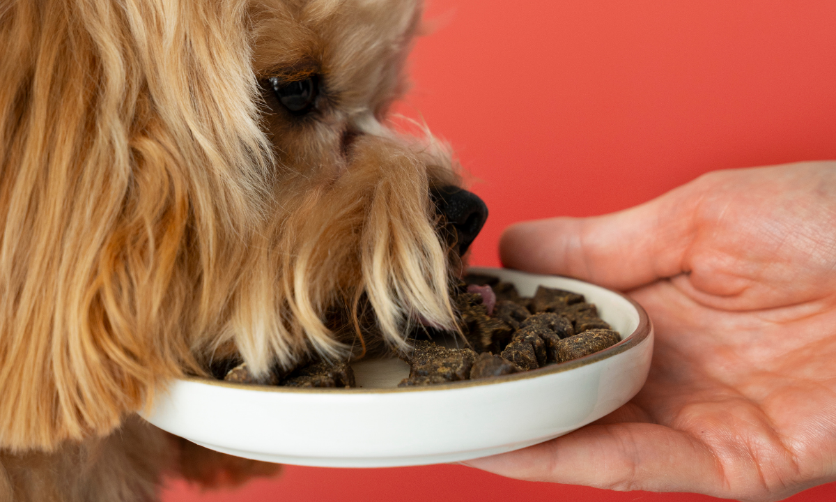 Best Dog Food for Joint Support