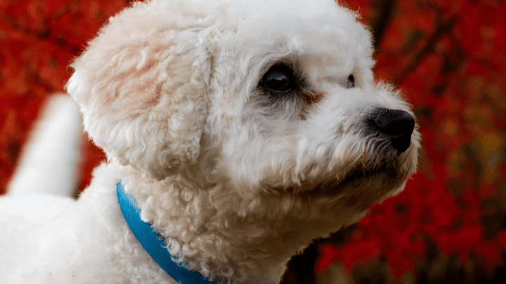Top 5 Best Dog Food for Tear Stains: Prevent Them For Good