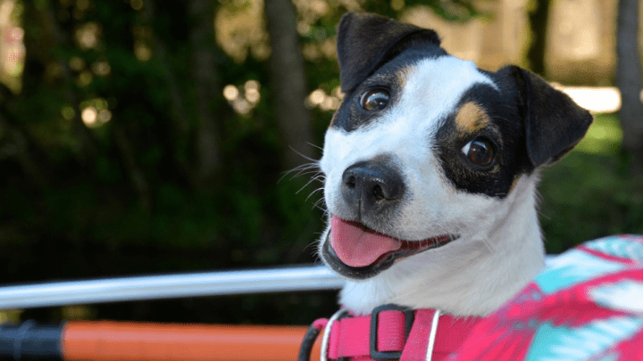 Best Dog Harness for Small Dogs