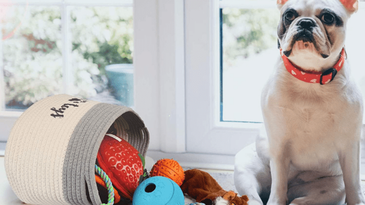 Best Dog Toy Basket Ideas and Picks