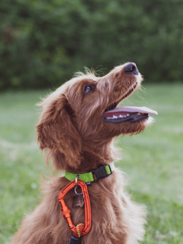 top rated training collars