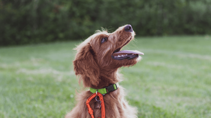 Best Dog Training Collars