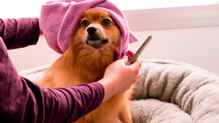 Best Dry Shampoo for Dogs Guide