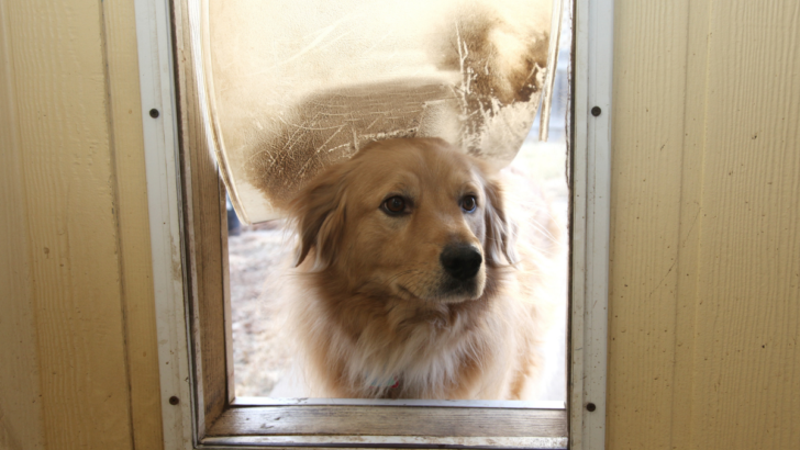 Best Energy-Efficient Dog Doors