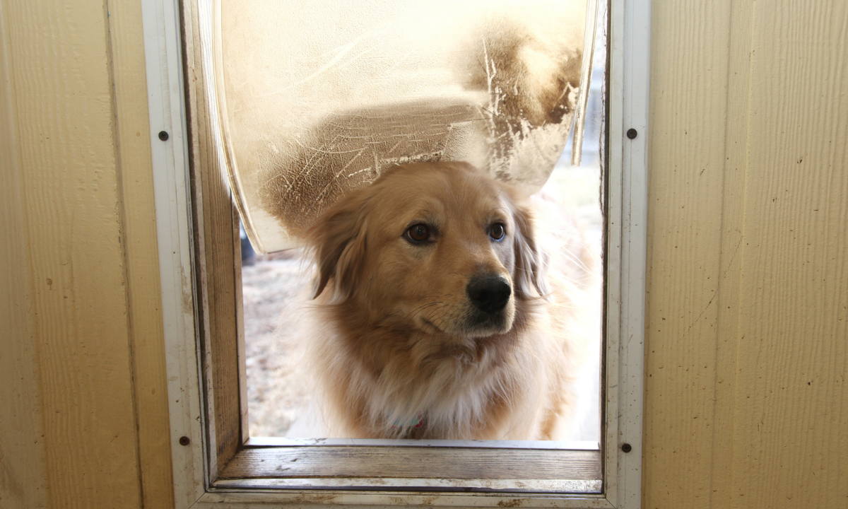 Best Energy-Efficient Dog Doors