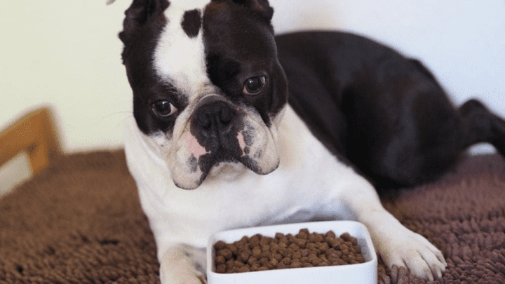 Best Food For Boston Terriers