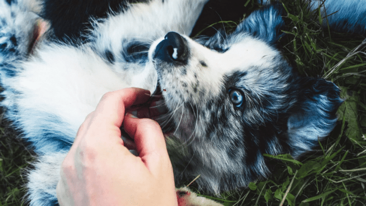Best Giant Breed Puppy Food