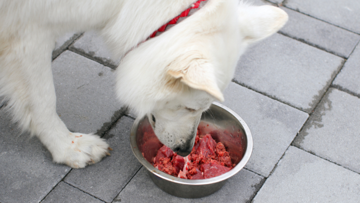 Best High-Protein Dog Food