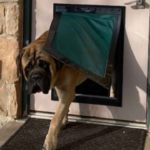 Best Insulated Dog Door Brands