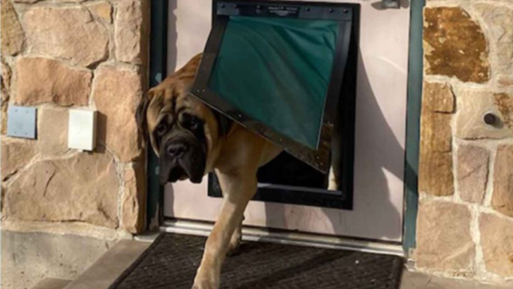 Best Insulated Dog Door Brands for Cold Weather