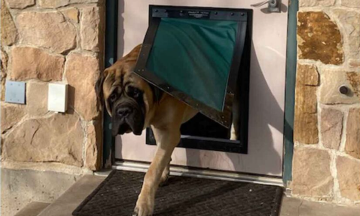 Best Insulated Dog Door Brands