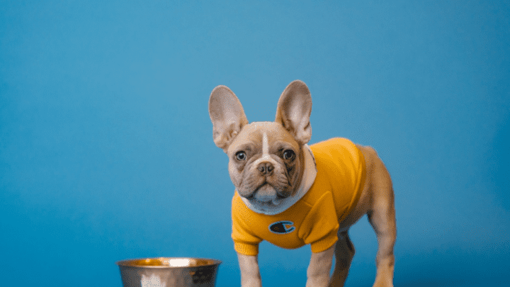 Best Low Glycemic Dog Food