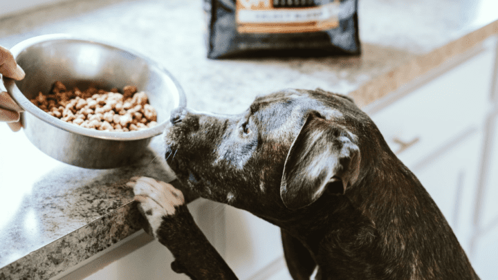 Best Low Protein Dog Food