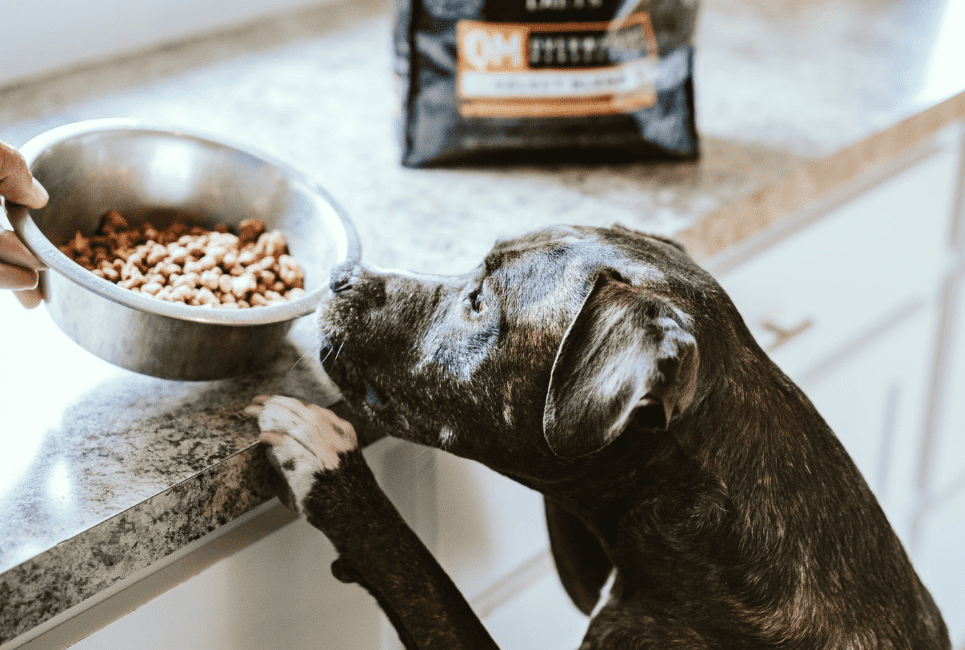 science diet low protein dog food