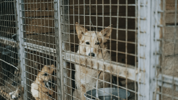 Best Outdoor Dog Kennels