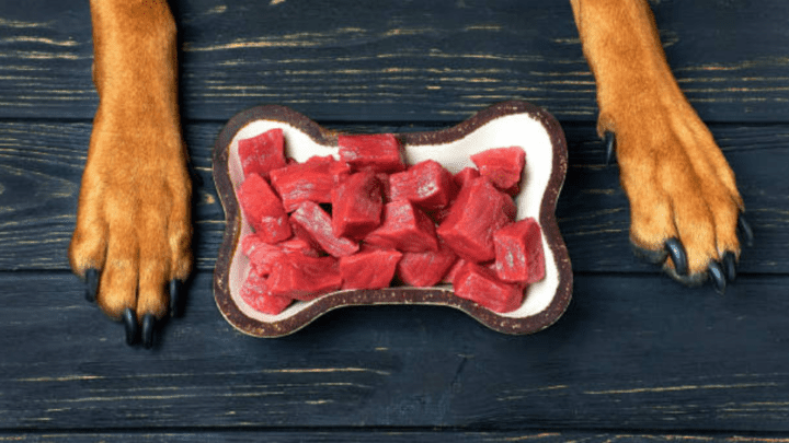 Best Raw Dog Food Brands