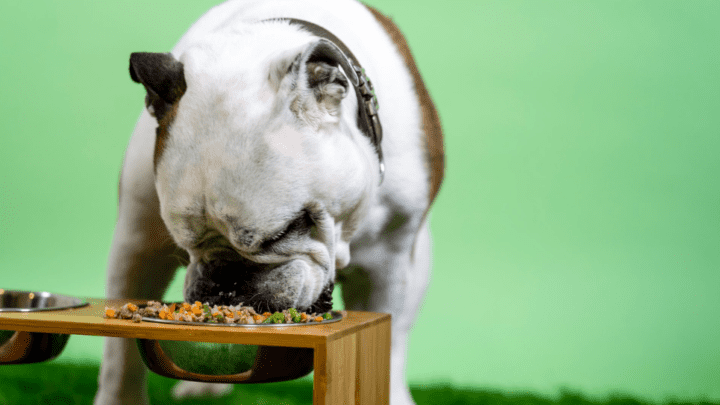 Best Wet Dog Food To Mix With Dry