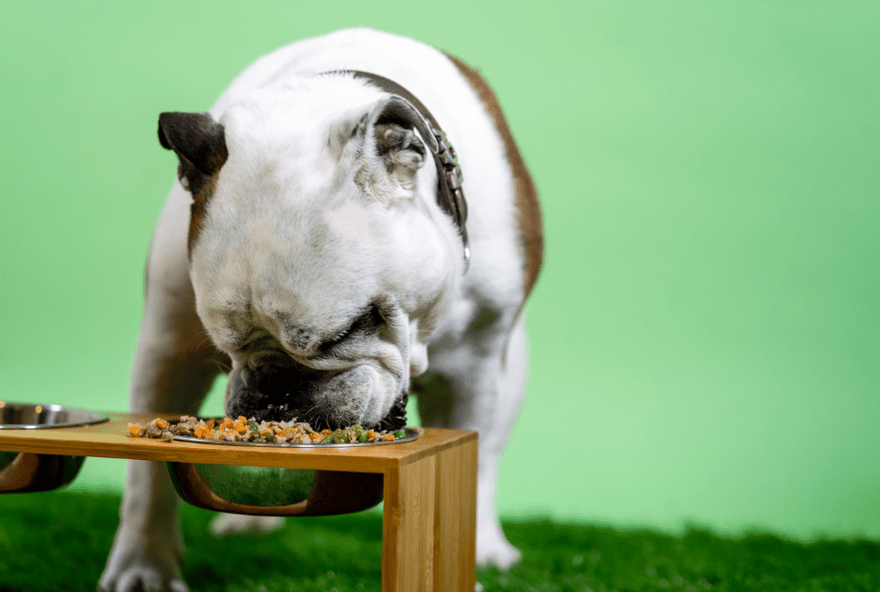 Best Wet Dog Food To Mix With Dry Scout Knows