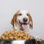 Best Dog Food for Active Dogs