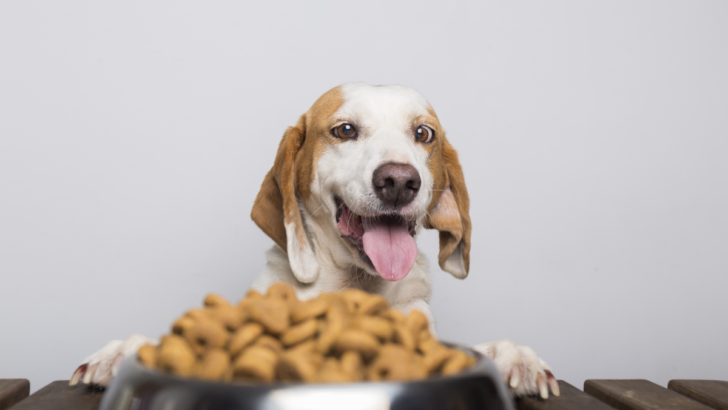 Best Dog Food for Active Dogs