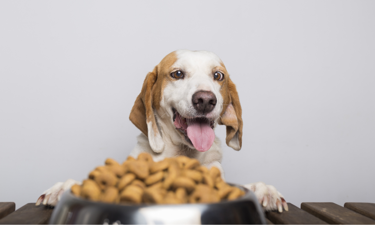 Best Dog Food for Active Dogs