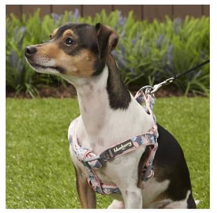 Blueberry Pet 7 Patterns Soft & Comfy Flower Print Neoprene Padded Dog Harnesses | Chewy