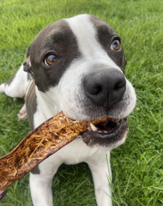 Bully Sticks