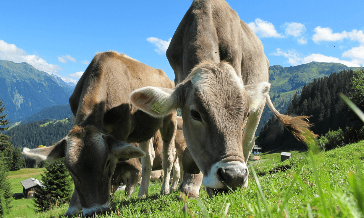 Best Cow Ears For Dogs