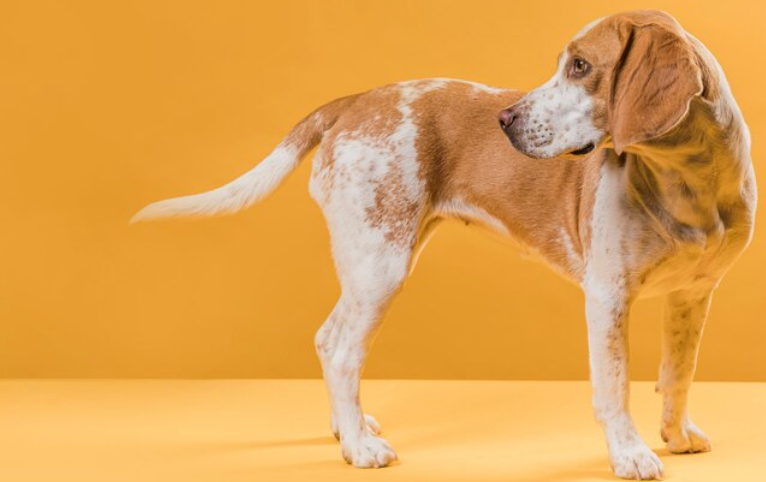 Best Dog Food for Anal Gland Issues