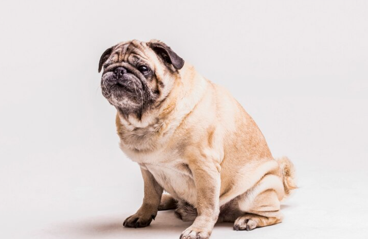 Causes of Anal Sac Problems in Dogs