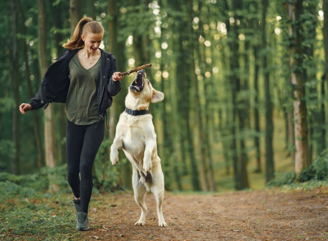 Best Dog Food for Active Dogs