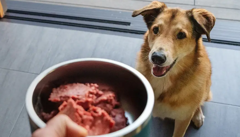 Raw: The Macro Case for Working Dogs&nbsp;