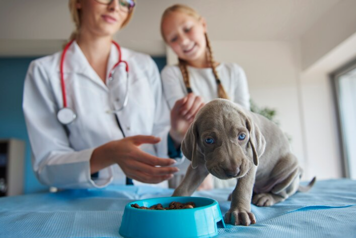 Your Veterinarian Recommendation