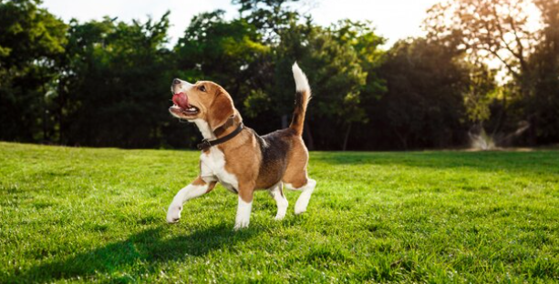 Best Dog Food for Joint Support
