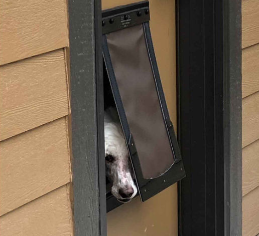 RANGER Pet Doors Best Insulated Dog Door Brand