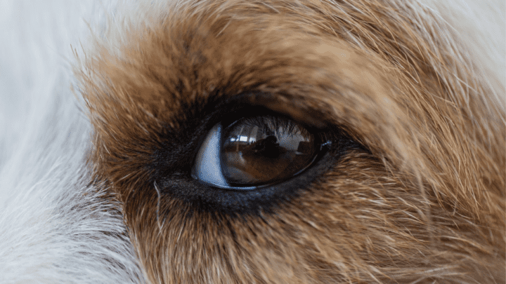 Color Through the Eyes of Dogs