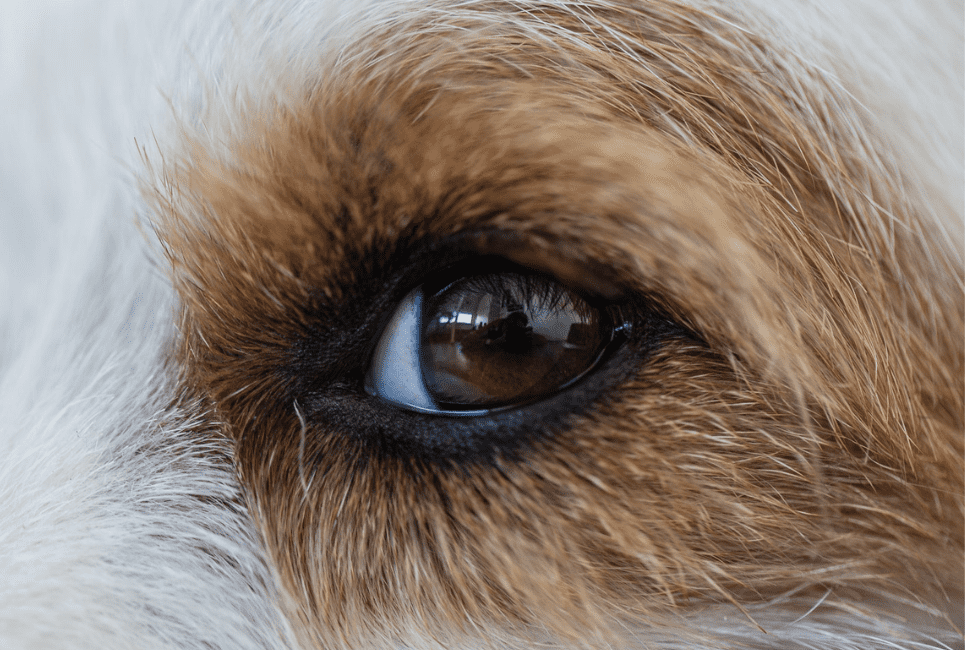 Color Through the Eyes of Dogs | Scout Knows