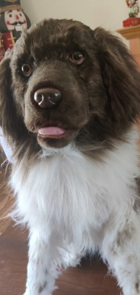How To Make A Dog Legally Yours When Is A Dog Legally Yours? How To Truly Determine Ownership