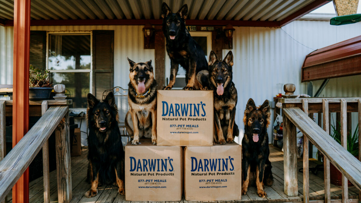 Darwins Dog Food Service Review Scout Knows