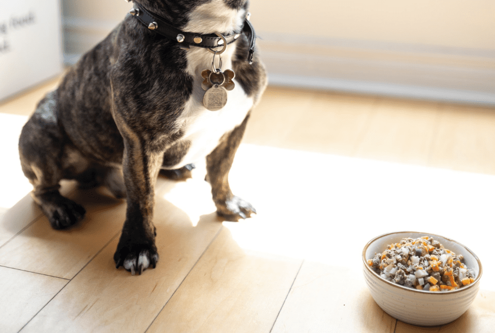 Darwins Dog Food Service Review | Scout Knows