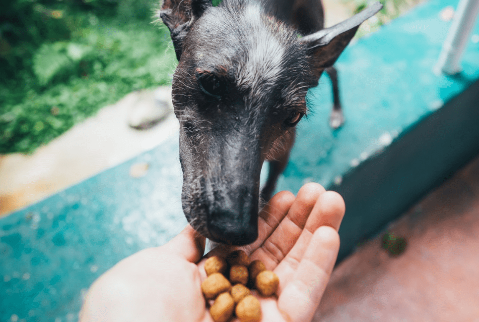 xolo dog eating