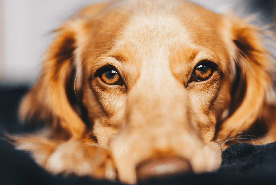 dog with brown eyes