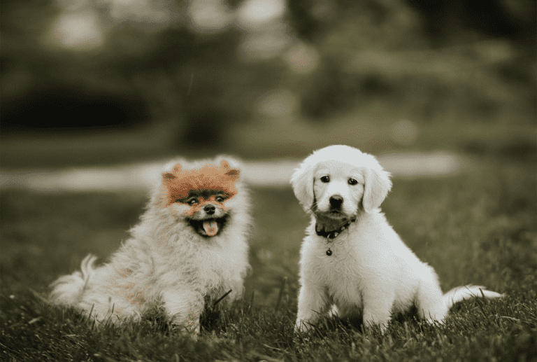 Best Companion Dogs For Golden Retrievers To Get Along With